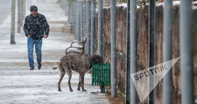 Участились случаи нападений бездомных собак, вопрос нужно решить – армянский депутат