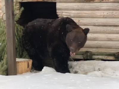 Весна близко: в челябинском зоопарке проснулся бурый медведь Степан
