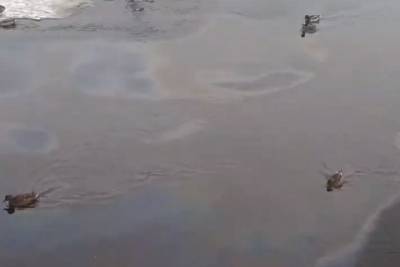 Ярославские утки и рестораны плавают в нефтяных лужах