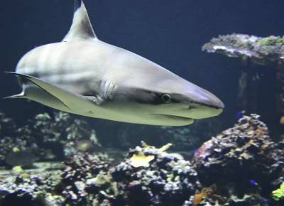 Ученые в Мексике нашли останки древней акулы с "крыльями"