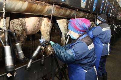 Производство молока выросло в Липецкой области
