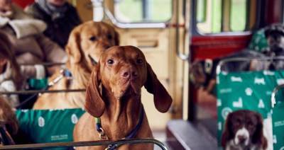 Жителям Чехова напомнили, как перевозить животных в общественном транспорте