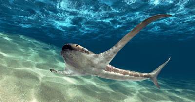 Ученые открыли удивительную крылатую акулу, обитавшую в меловой период (фото)