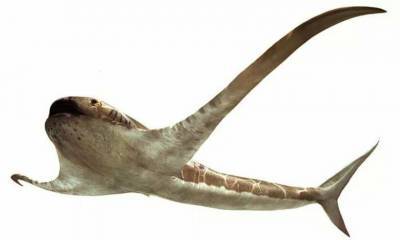 Палеонтологи нашли «крылатую» акулу мелового периода