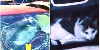 В Днепре кот прыгнул на припаркованную машину и разбил лобовое стекло — видео