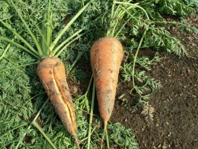 Морковь лопается и трескается в земле на грядке: причины, что делать