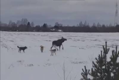 Три собаки неспешно преследовали лося в Тверской области