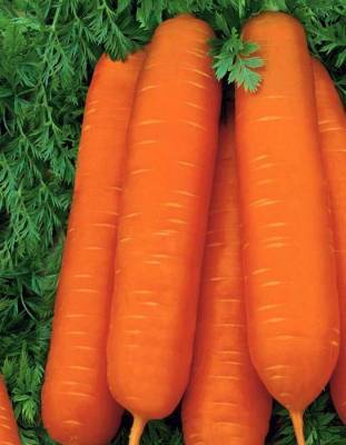 Сорт моркови Санькина любовь: описание, фото и отзывы