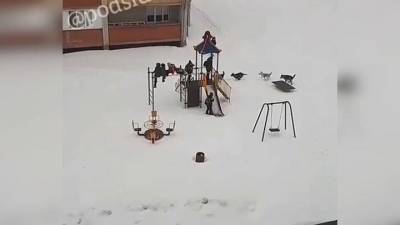 “Помогите!”: Собаки в Чувашии загнали детей на горку. Видео