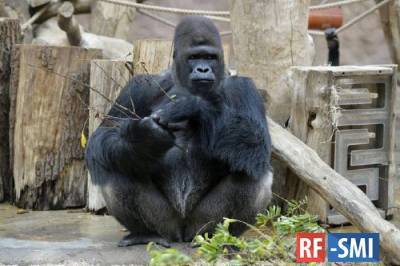 В Пражском зоопарке подтвердили заражение коронавирусом еще двух горилл