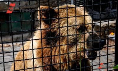 Гулявшую по Нижневартовску медведицу хотят забрать в Томскую область