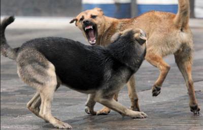 Тендер завершен: В Лисичанске проведут стерилизацию 100 бродячих собак