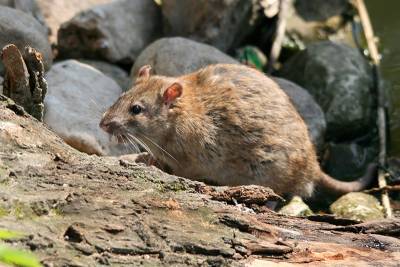 Гигантские крысы едва не съели собаку в Великобритании