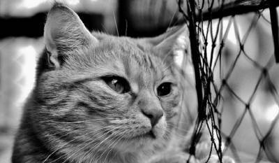 Итальянская кошка подхватила «британский» коронавирус