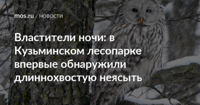 Властители ночи: в Кузьминском лесопарке впервые обнаружили длиннохвостую неясыть