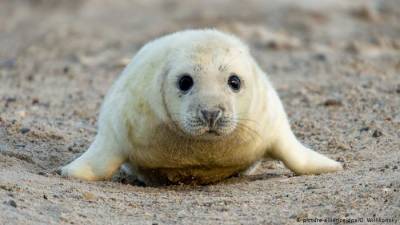 Видео: Семейная пара тюленей в Финском заливе попала на камеры моряков