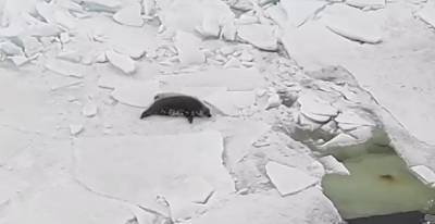 Петербуржцам показали, как живёт семья тюленей в Финском заливе