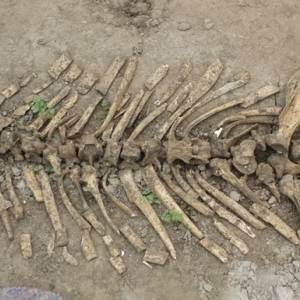 В селе в Узбекистане обнаружили останки древнего носорога. Фото