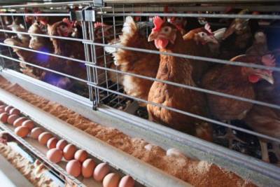 В Удмуртии проведут проверку птицефабрики холдинга «Комос Групп» из-за подорожания яиц и мяса