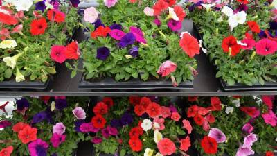 Около 10 млн цветов украсят Москву в майские праздники
