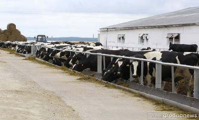 Новые фермы для большого молока. В 4 районах Гродненщины построят новые МТФ