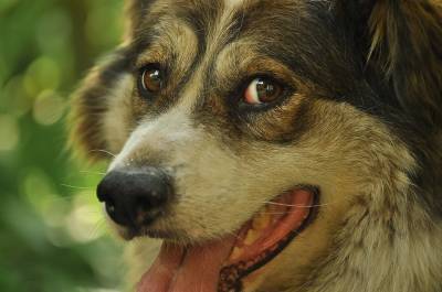 В Ульяновске спасли собаку, которую скальпировали и ослепили в гаражах