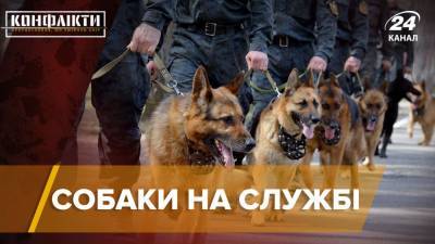От ликвидации террористов до поиска людей: истории 5 знаменитых поисковых собак