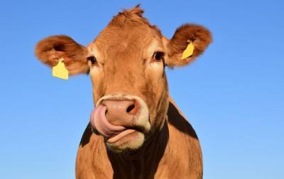Количество метана в атмосфере зависит от рациона коров - ученые