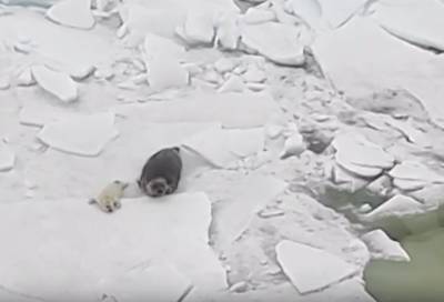 Видео: петербургские моряки сняли пару минут из «семейной» жизни тюленей Финского залива