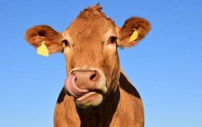 Количество метана в атмосфере зависит от рациона коров – ученые