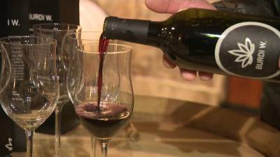 В регионе Бордо производят вино из конопли