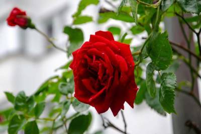 В Одессе хотят высадить более 80 тысяч кустов роз