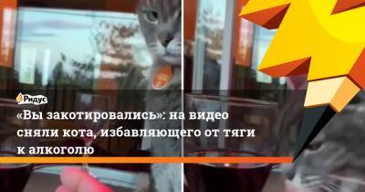 «Вы закотировались»: на видео сняли кота, избавляющего от тяги к алкоголю