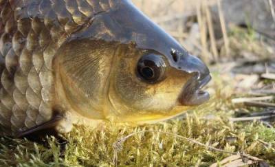 Рыбу в Тобольском районе назвали зараженной гаффской болезнью