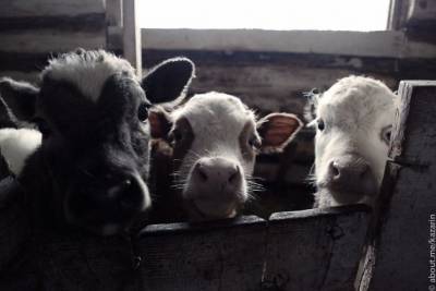 Владельца чабанской стоянки в Забайкалье подозревают в 100 кражах скота у соседей