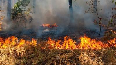 За поджог сухой травы с жителя Белгородской области потребовали 17 млн рублей