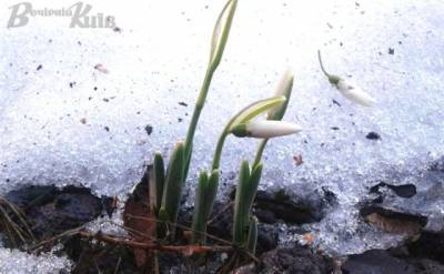 Весна пришла: в одном из столичных районов распустились подснежники (ФОТО)