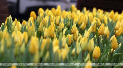 В Бресте цветы к 8 Марта можно будет купить более чем на 70 площадках