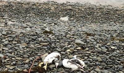 Десятки трупов животных найдены на берегу Черного моря