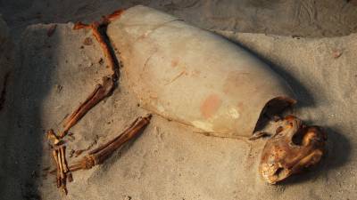В Египте раскопали кладбище домашних животных возрастом около двух тысяч лет