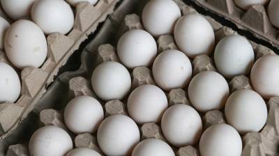 Минсельхоз обсудит повышение пошлины на ввоз яиц