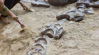 В Аргентине нашли окаменелость древнего «ниндзя-титана»