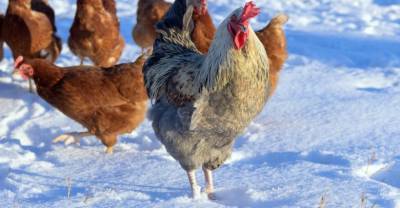 Производители договорились о сдерживании цен на курицу и яйца
