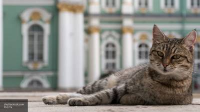 Топ самых смешных мемов о котах, которые заставят вас смеяться - nation-news.ru