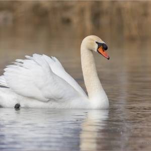 В Херсонской области 20 лебедей погибли из-за птичьего гриппа