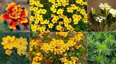 8 видов бархатцев для посадки в цветник: популярные и редкие, красивые и вкусные - skuke.net