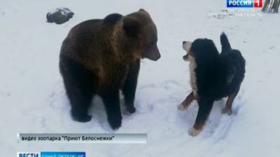 В контактном зоопарке Ленобласти медведица подружилась с собаками