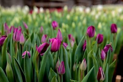 В иркутском «Горзеленхозе» вырастили 48 тысяч тюльпанов к 8 Марта