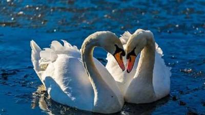 Гибель 20 лебедей в Херсонской области: причиной стал птичий грипп