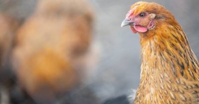 Российские производители мяса птицы и яиц договорились о сдерживании роста цен